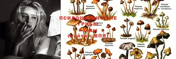 ГАЛЛЮЦИНОГЕННЫЕ ГРИБЫ Новозыбков